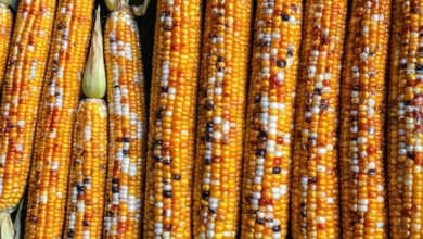 Mexican Street Corn