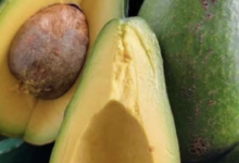 Avocado