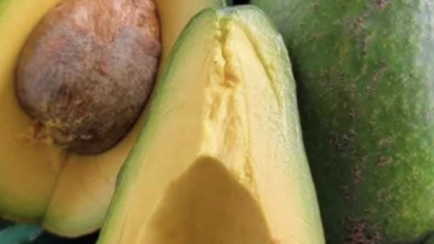 Avocado