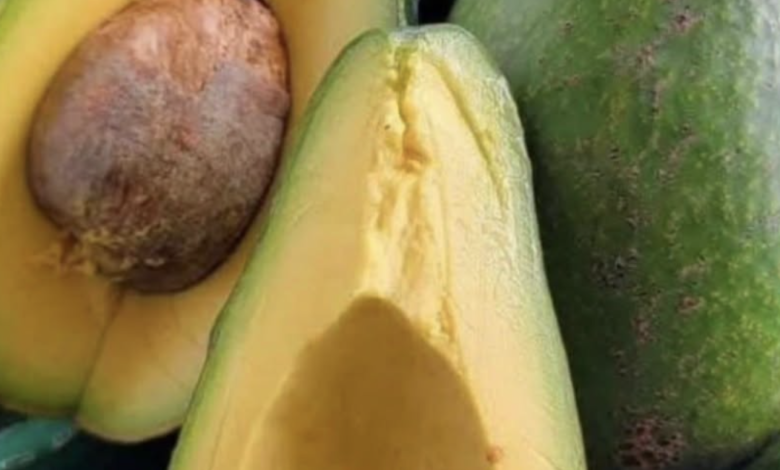 Avocado